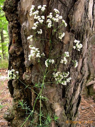 Galium glaucum