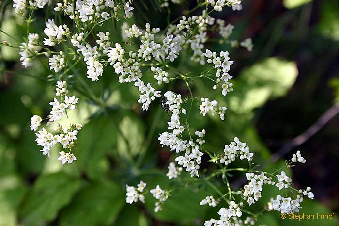 Galium glaucum