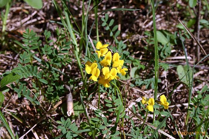 Hippocrepis comosa