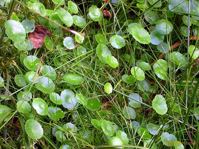 hydrocotyle_vulgaris