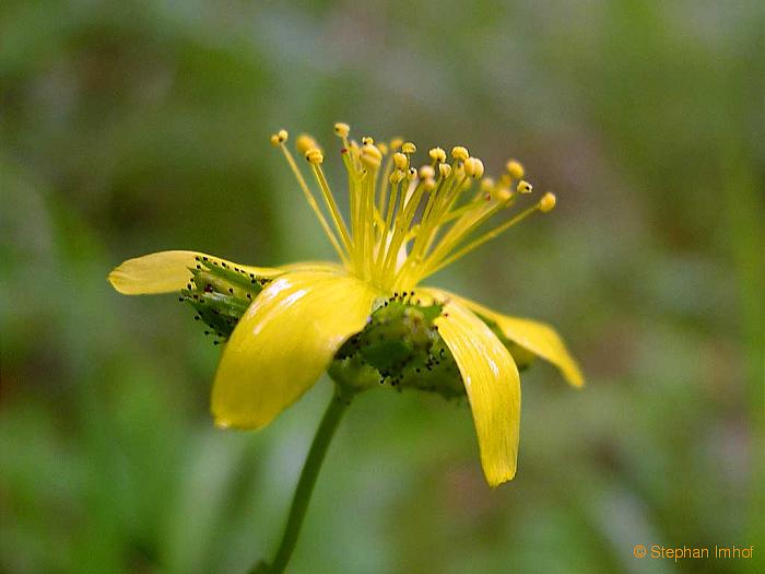 hypericum_montanum_bluete