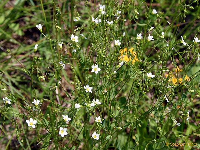 Linum catharticum