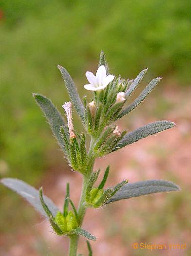 lithospermum_arvense