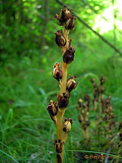 monotropa_hypophegea