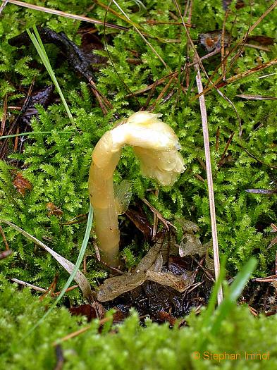 monotropa_hypophegea_bluete