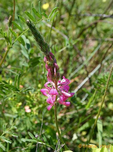 Onobrychis viciifolia