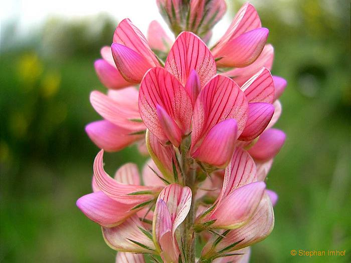 Onobrychis viciifolia