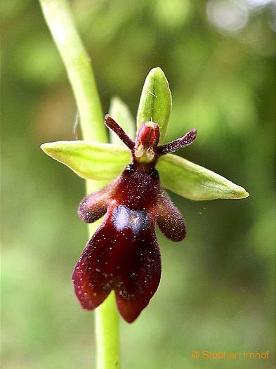 ophrys_insectifera_bluete