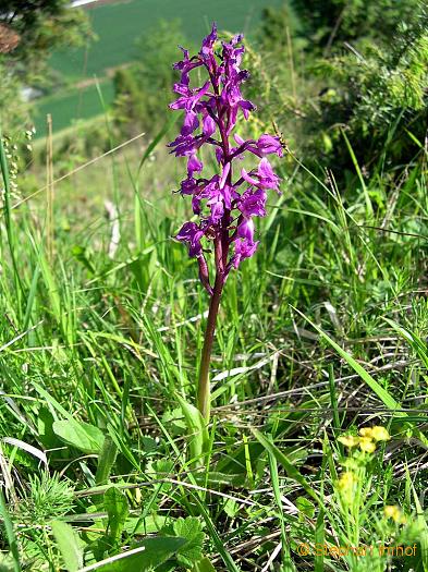 orchis_mascula