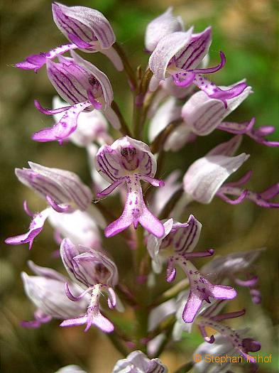 orchis_militaris_bluete