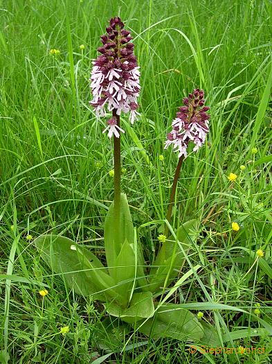 orchis_purpurea