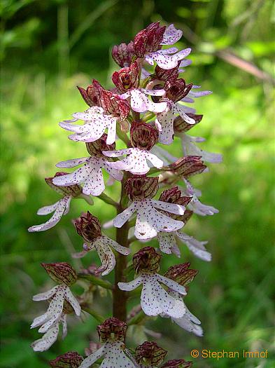 orchis_purpurea_bluete2