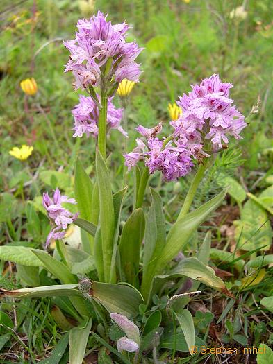 orchis_tridentata