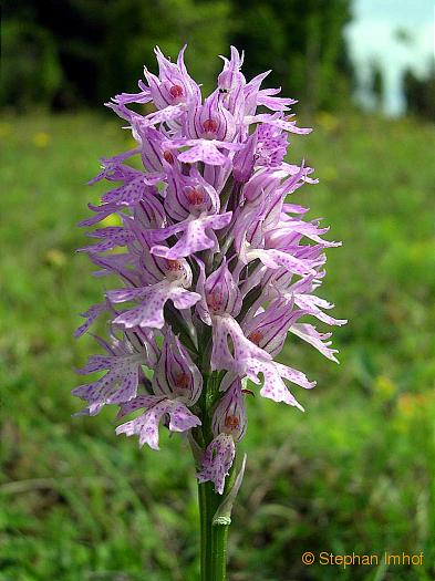 orchis_tridentata2