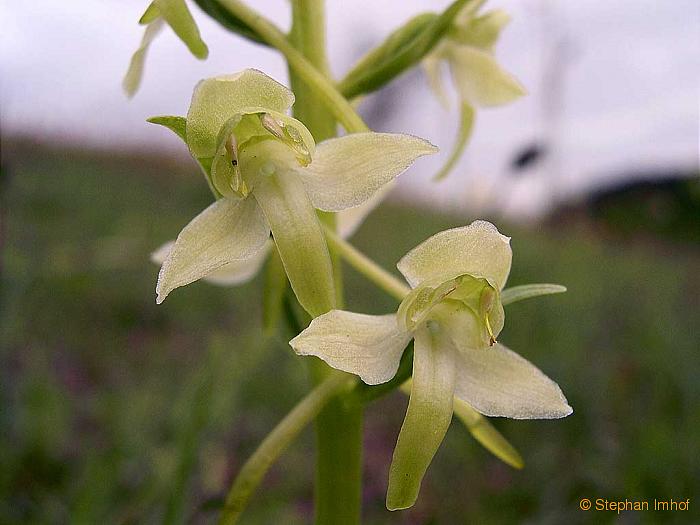 platanthera_chlorata_bluete