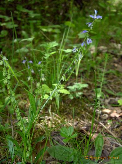 polygala_amara