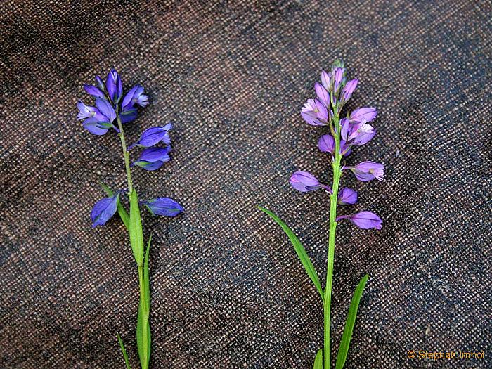 Polygala vulgaris (linds), Polygala comosa (rechts)