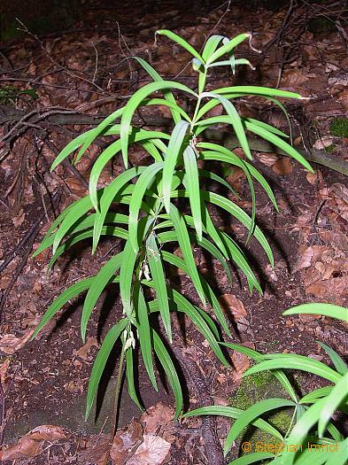 polygonatum_verticillatum