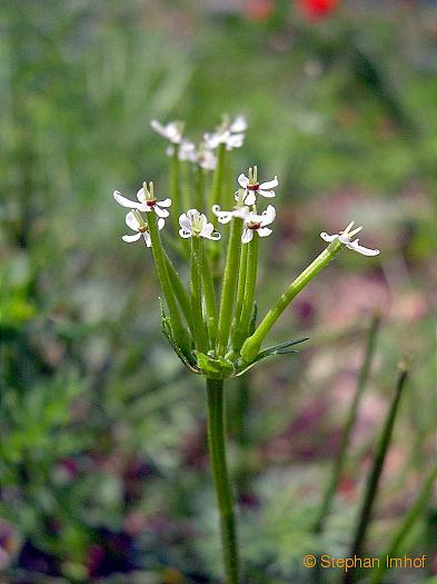 scandix_pecten-veneris_buetenstand