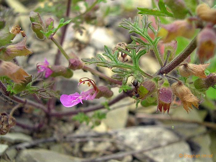 teucrium_botrys2