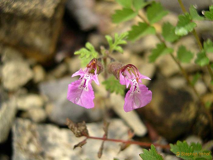 teucrium_botrys_bluete