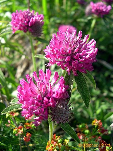 trifolium_alpestre_kopf