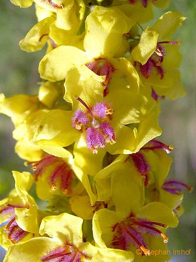 verbascum_nigrum_bluete