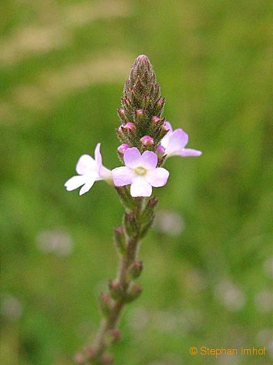 verbena_officinalis