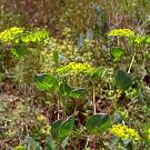 bupleurum_rotundifolium1