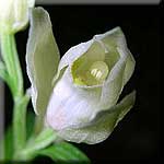 cephalanthera_damasonium_bluete