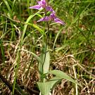 cephalanthera_rubra1