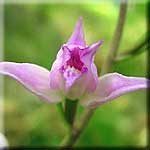 cephalanthera_rubra_bluete