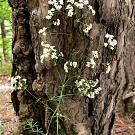 Galium glaucum, Habitus