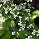 Galium glaucum, Blüte