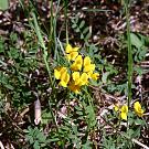 Hippocrepis comosa