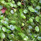 hydrocotyle_vulgaris