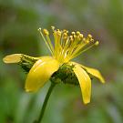 hypericum_montanum_bluete