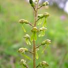 listera_ovata1