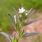 lithospermum_arvense