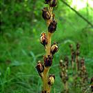 monotropa_hypophegea