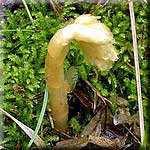 monotropa_hypophegea_bluete