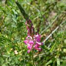 Onobrychis viciifolia