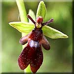 ophrys_insectifera_bluete