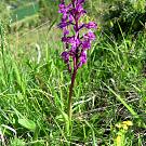 orchis_mascula