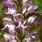 orchis_militaris_bluete