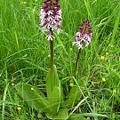 orchis_purpurea