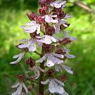 orchis_purpurea_bluete2