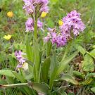 orchis_tridentata