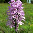 orchis_tridentata2