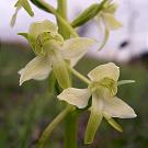 platanthera_chlorata_bluete